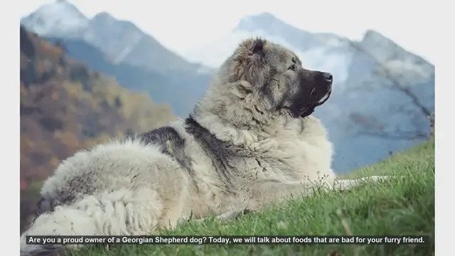 Video thumbnail for Foods to Avoid for Your Georgian Shepherd: Keep Your Dog Safe!