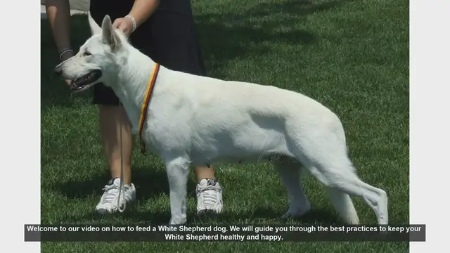 Video thumbnail for How to Feed Your White Shepherd Dog: Essential Tips for a Healthy Diet