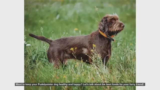 Video thumbnail for Top Foods to Keep Your Pudelpointer Dog Healthy and Happy