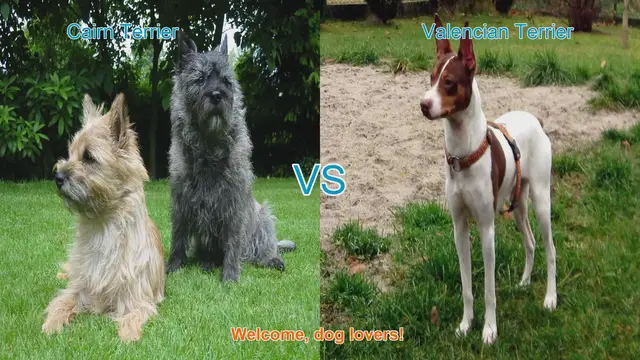 Video thumbnail for Cairn Terrier vs. Valencian Terrier: A Comparison of Two Charming Dog Breeds
