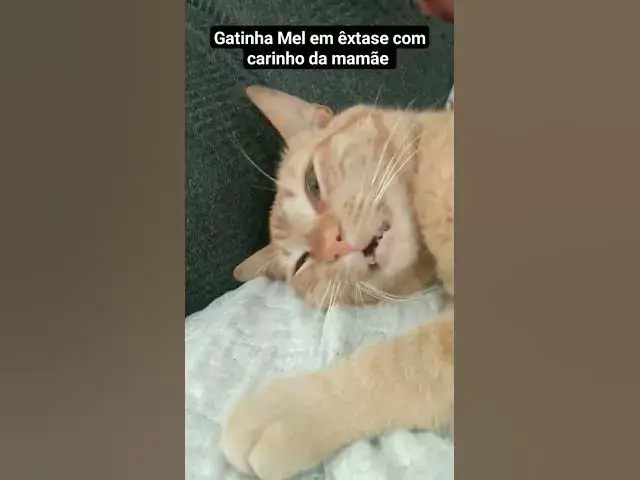 'Video thumbnail for Gatinha em êxtase recebendo carinho da mamãe. #gata #shorts #extazy #cat #carinho'