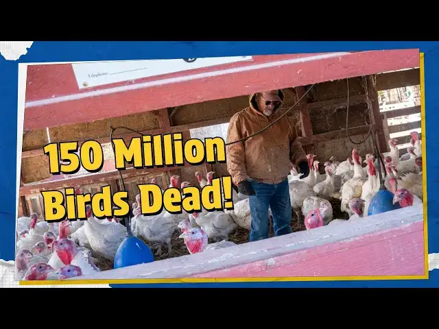 Video thumbnail for What You Should Know About Bird Flu Before Eating Eggs & Poultry 🍗🥚 | Important Health Facts