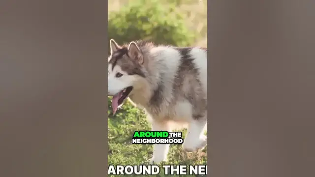 'Video thumbnail for Unleash the Energy: Alaskan Malamutes and Their Need for Robust Exercise'