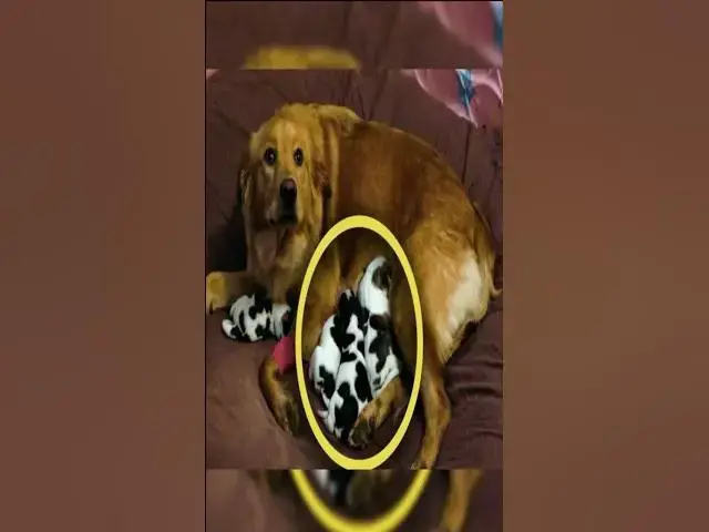'Video thumbnail for Mama Dog Looks Confused After Giving Birth To Four Baby Cows #story'