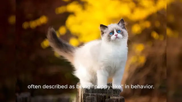 Video thumbnail for Ragdoll Cat