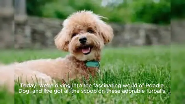 Video thumbnail for Poodle