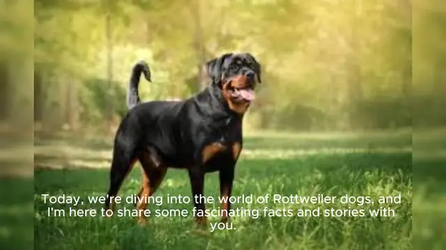 Video thumbnail for Rottweiler