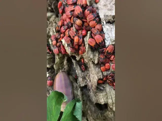 Video thumbnail for Those firebugs are up to something.🤔🤨😀#shorts