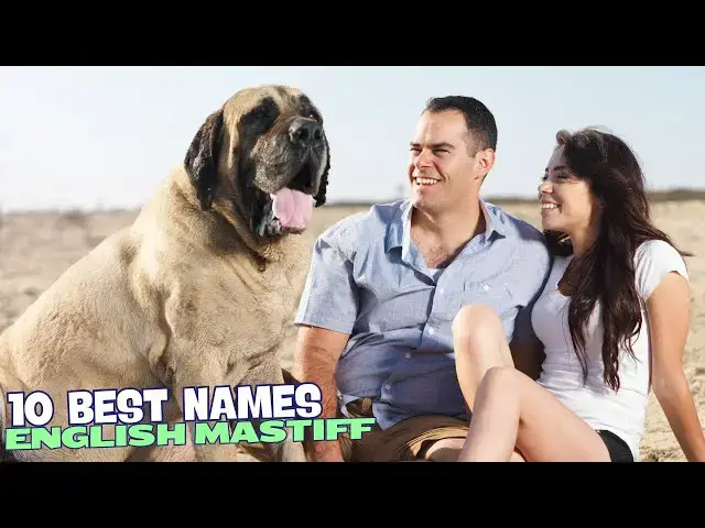 Video thumbnail for 10 Best Names for English Mastiffs! 🦴🐾