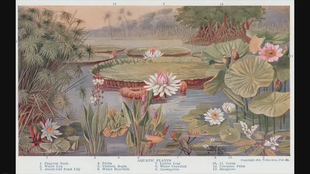 'Video thumbnail for Cryptocoryne Balansae'