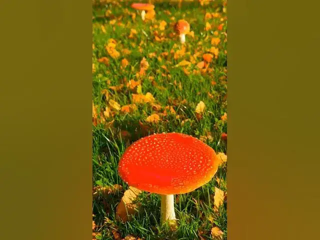 Video thumbnail for Forest Treasures 🍄