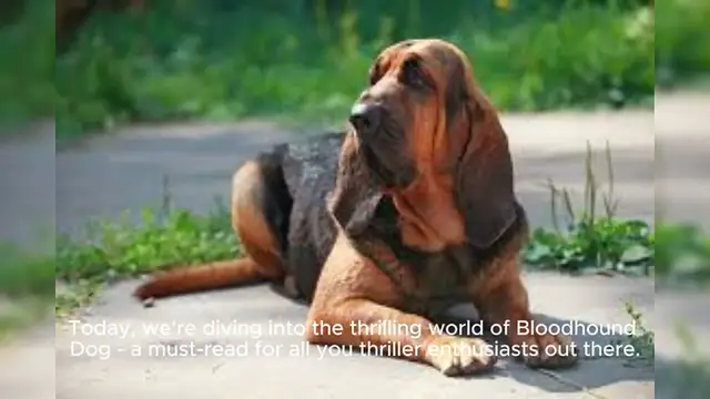 Video thumbnail for Bloodhound