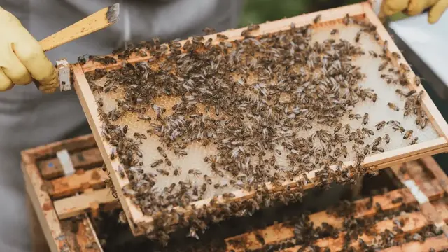 Video thumbnail for Auzef Çiftlik Hayvanları Dışındaki Türlerin Bakım ve Sağlığı-1