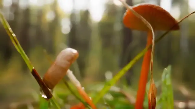 Video thumbnail for Fresh Goods Friday #703 Mushrooms and ASMR Edition Unpacked!