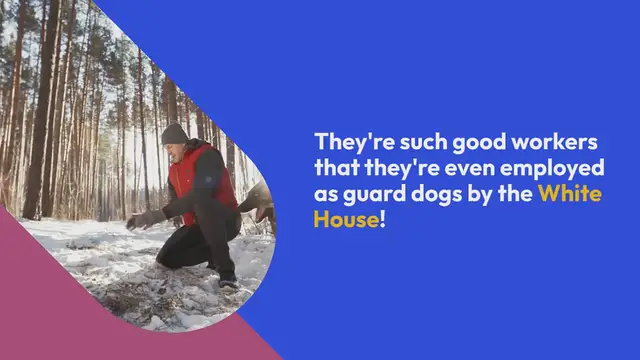 Video thumbnail for All the Belgian Malinois Colors Explained