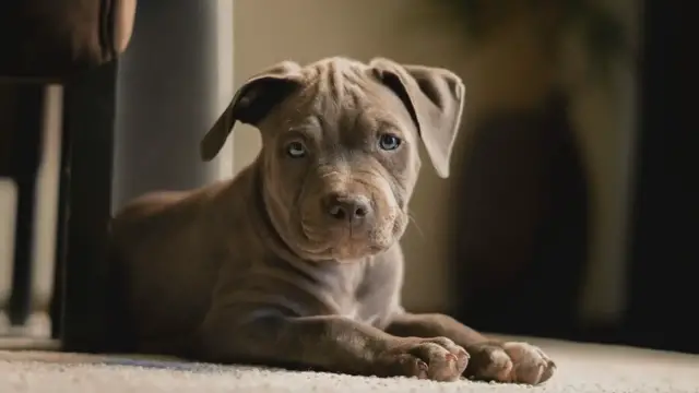 Video thumbnail for Fascinating Puppy Facts: A Brief Insight