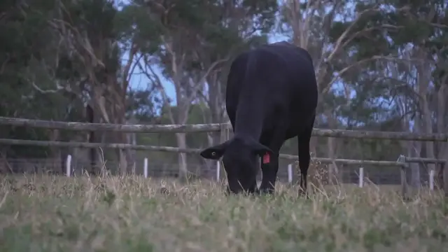 Video thumbnail for Brangus Cattle: Characteristics, Origin, Pros & Cons & More