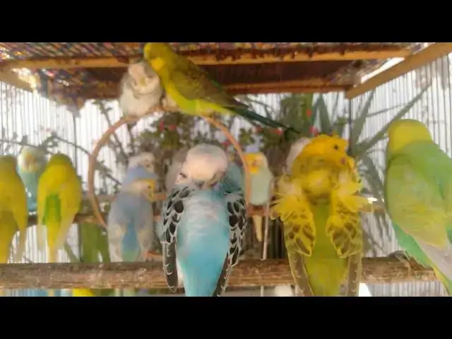'Video thumbnail for Hobby Video Healthy, Beautiful Budgies with Cute Colors #healthyPets #petbirds'