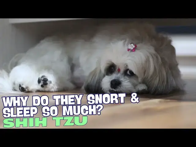 Video thumbnail for Why Do Shih Tzu Snort and Sleep So Much? 🐾😴🐶