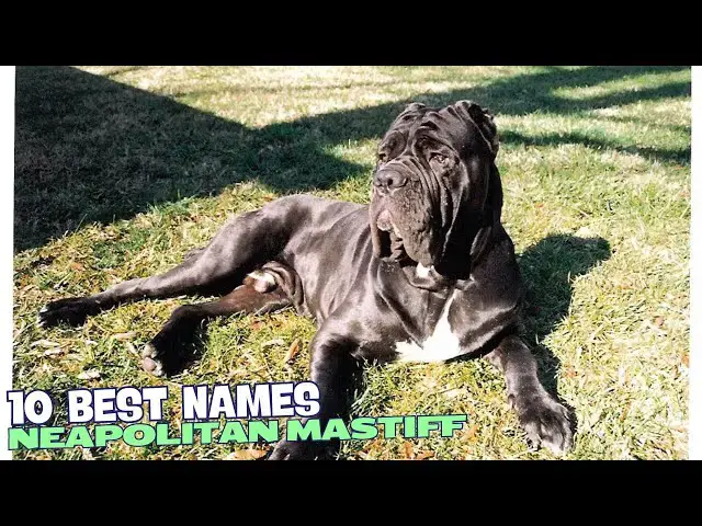 Video thumbnail for 10 Best Names for Neapolitan Mastiffs 🐕