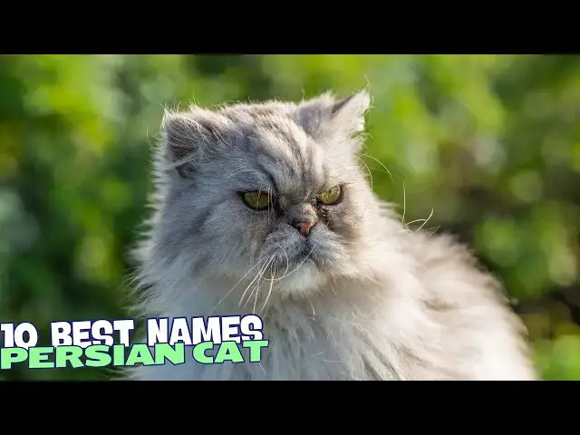 Video thumbnail for 10 Best Names for Persian Cats 🐾