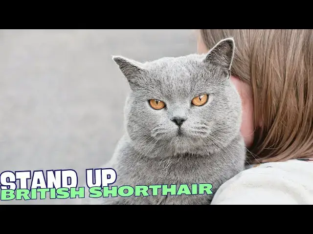 Video thumbnail for 10 Reasons Why You Should NEVER Own a British Shorthair Cat 🐱