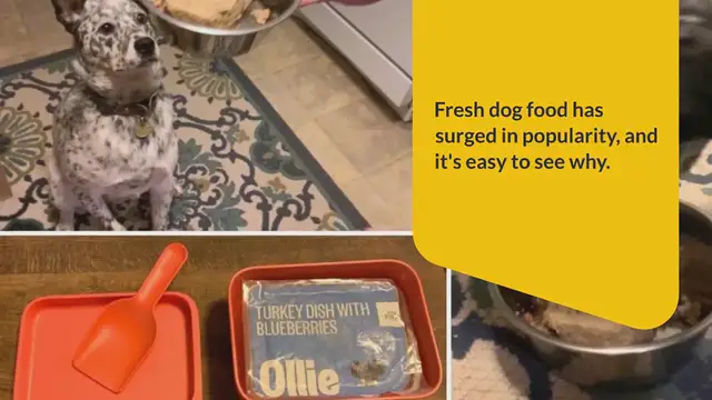 Video thumbnail for We Tried The 5 Best Fresh Dog Food Brands: Here’s Our Verdict