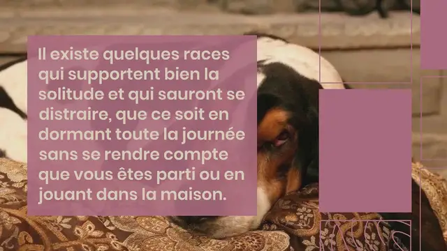 Video thumbnail for 5 races de chiens qui supportent la solitude