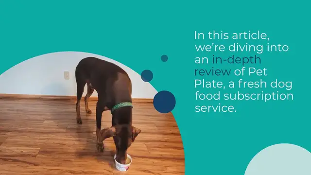 Video thumbnail for PetPlate Dog Food Review: A Pawsitive Experience!