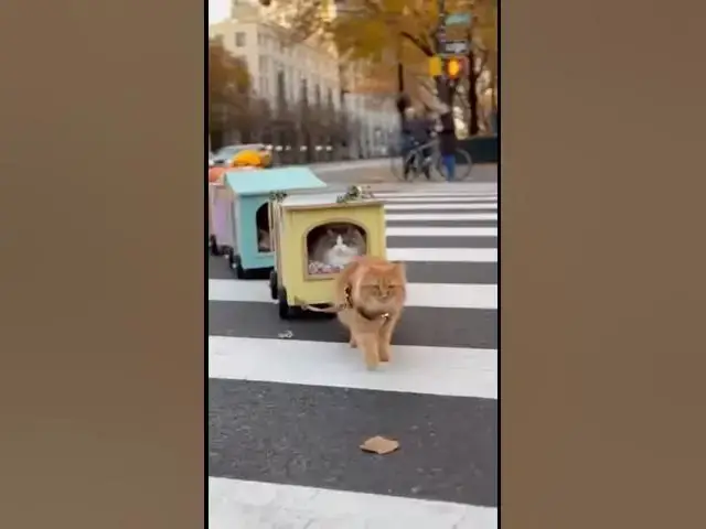 Video thumbnail for The Cutest Cat Caravan Ever Seen at an Intersection