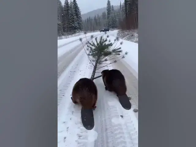 Video thumbnail for Two Beavers Team Up to Drag a Tree Across a Snowy Road — The Teamwork Is Incredible