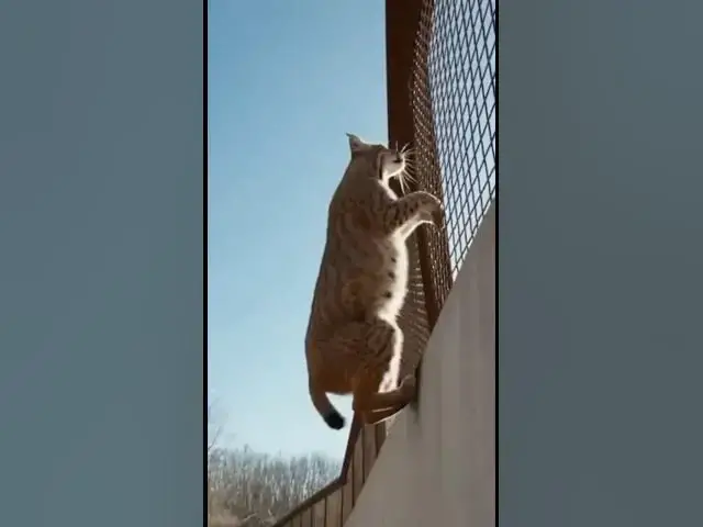 Video thumbnail for Bobcat Scales Zoo Wall and Escapes — Visitors Watch in Disbelief