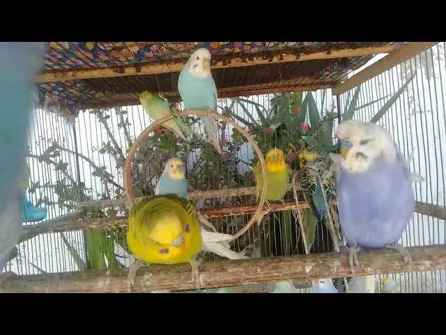 'Video thumbnail for Rainbow Budgie Highlights – Cute Colors & Fun Mutations #rainbow #budgieworld'