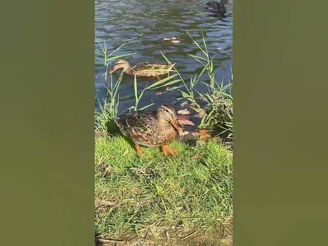 Video thumbnail for Curious duck😍😘🥰#shorts