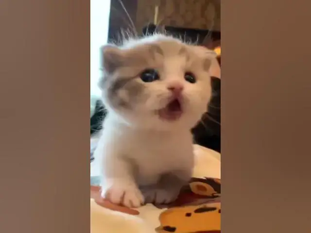 Video thumbnail for Cute cat