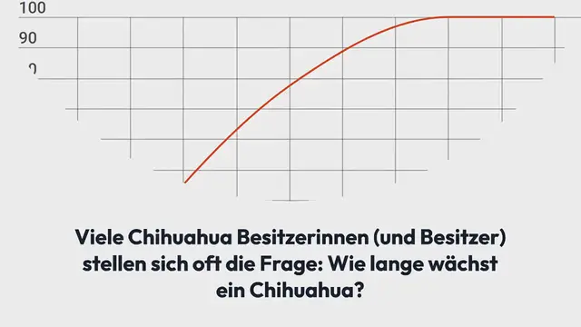 Video thumbnail for Wie lange wächst ein Chihuahua?