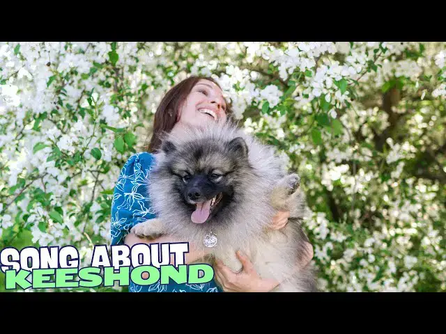 Video thumbnail for Fluffy Keeshond: The Perfect Pup Anthem! 🐾