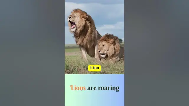 'Video thumbnail for Learn English Through Songs | Monkey, Lion, Tiger, Elephant, Dolphin, Penguin, Bear'