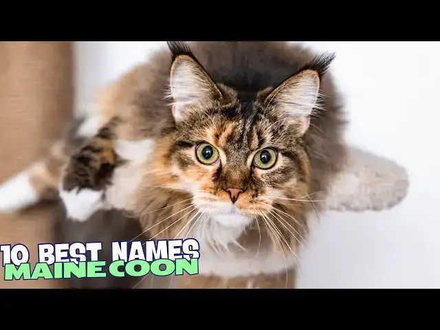 Video thumbnail for 10 Best Names for Maine Coon Cats 🐾