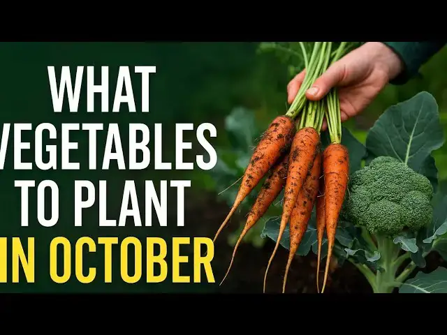 'Video thumbnail for ✅ What Vegetables to Plant in October 🌱 | Essential Crops for Autumn Allotment Growing'