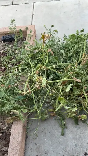 Video thumbnail for Georgie 3 (farm cat)