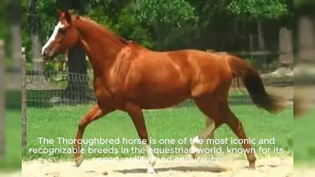 Video thumbnail for Thoroughbred