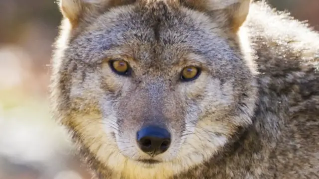 'Video thumbnail for This Is What You Should Do If You Encounter A Coyote'