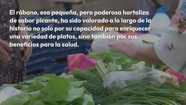 Video thumbnail for El rábano puede ayudar potencialmente a tus riñones y así deberías consumirlo