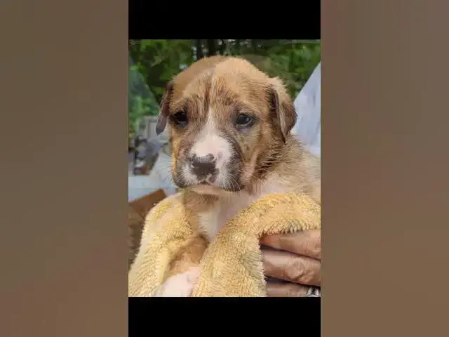 Video thumbnail for Mixed Breed Puppies for Sale.