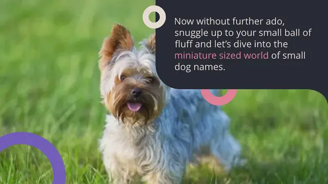 Video thumbnail for 500+ of the Best Small Dog Names For Your Petite Puppy