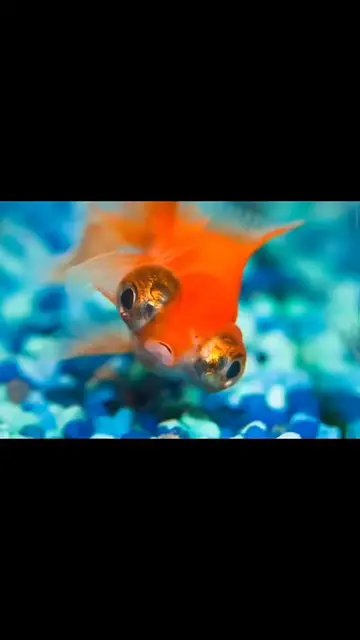 Video thumbnail for Animals With Down Syndrome ??