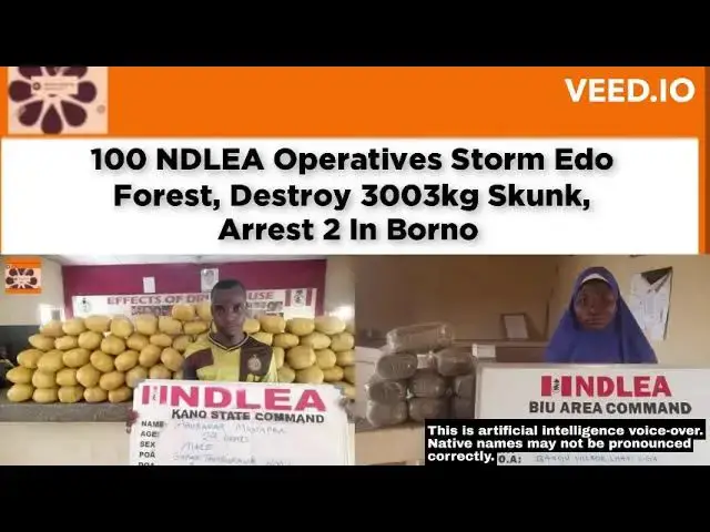 Video thumbnail for 100 NDLEA Operatives Storm Edo Forest, Destroy 3003kg Skunk, Arrest 2 In Borno ~ OsazuwaAkonedo