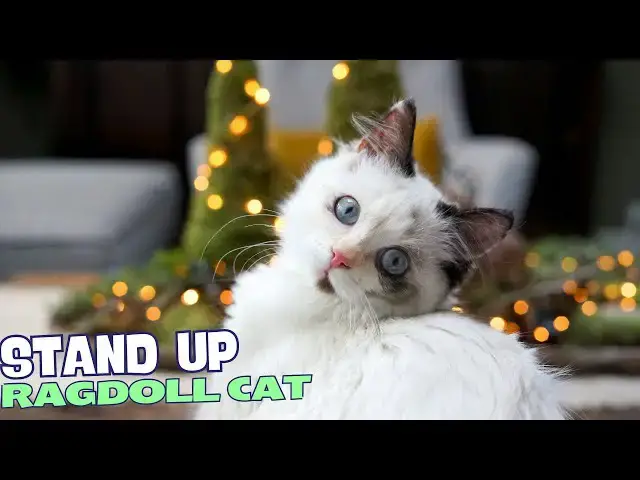 Video thumbnail for 10 Reasons Why You Should NEVER Own a Ragdoll Cat 😺