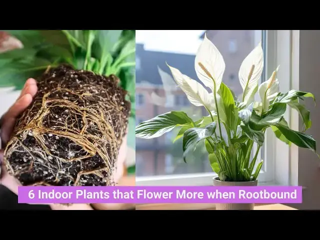 'Video thumbnail for 6 Indoor Plants that Flower More when Rootbound'
